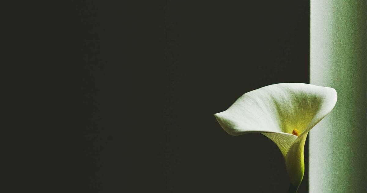 Workday HCM platform interface displaying workforce analytics dashboards and organizational planning tools